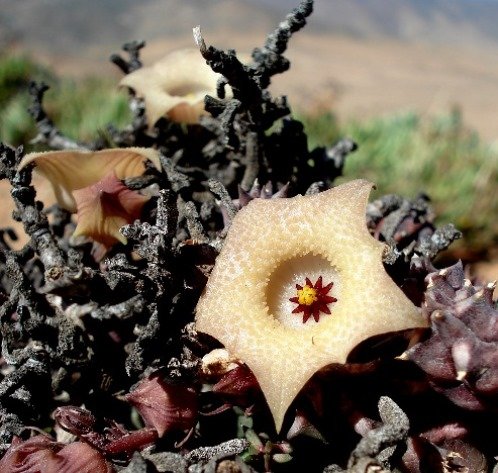 Huernia namaquensis spotless