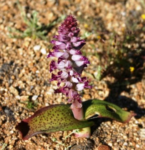 Lachenalia carnosa