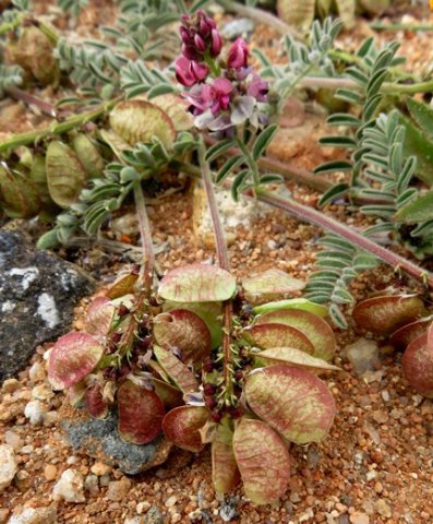 Lessertia capitata flat fruit