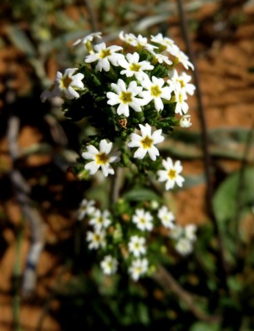 Manulea praeterita