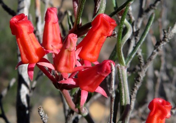 Microloma namaquense presenting urns