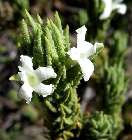 Oftia revoluta