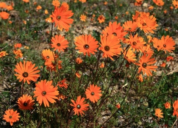 Orange daisies