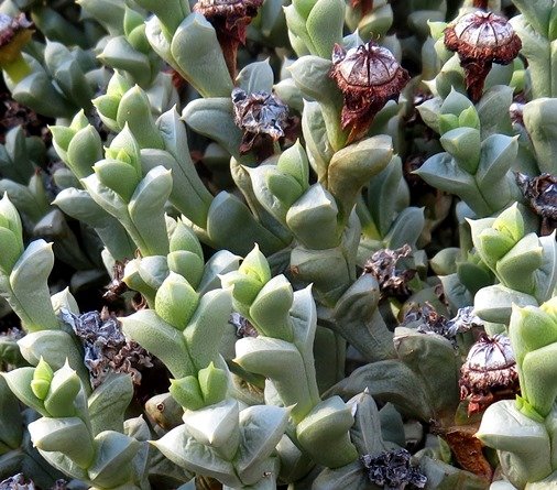 Schlechteranthus albiflorus unusual leaf-pairs
