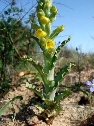 Pterygodium crispum