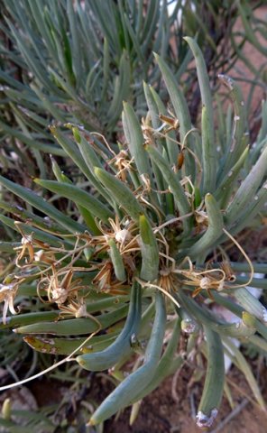 Senecio sarcoides or grootaster