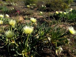 Conicosia pugioniformis subsp. alborosea flowering in August
