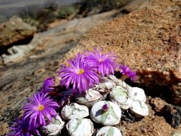 Conophytum wettsteinii leaves bursting from old leaf husks