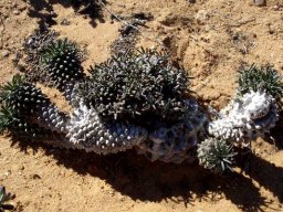 Euphorbia caput-medusae south of Port Nolloth
