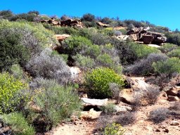 Euphorbia mauritanica flowering on a rocky slope