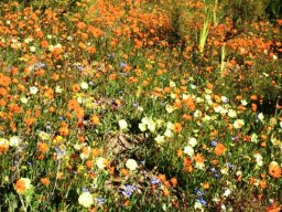 Gardening at its best