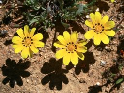 Gazania lichtensteinii