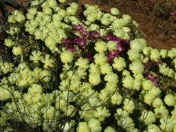 Grielum humifusum or pietsnot