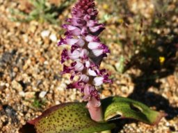 Lachenalia carnosa