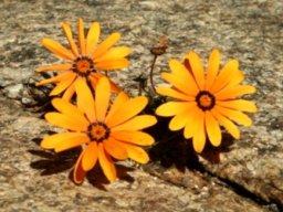 Namaqualand daisy close-up