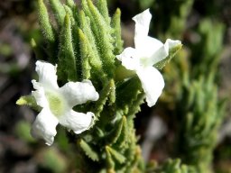 Oftia revoluta