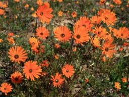 Orange daisies