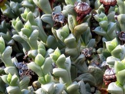 Schlechteranthus albiflorus unusual leaf-pairs