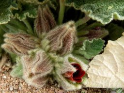 Radyera urens, the sandpampoentjie