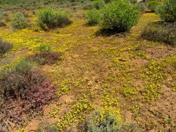 Rhynchopsidium pumilum, a geelsneeu covering 