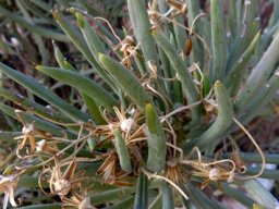 Senecio sarcoides or grootaster
