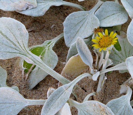 Arctotheca populifolia small flowerhead