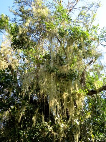 Beard lichen