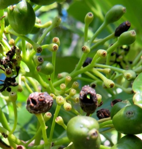 Psydrax obovata subsp. obovata