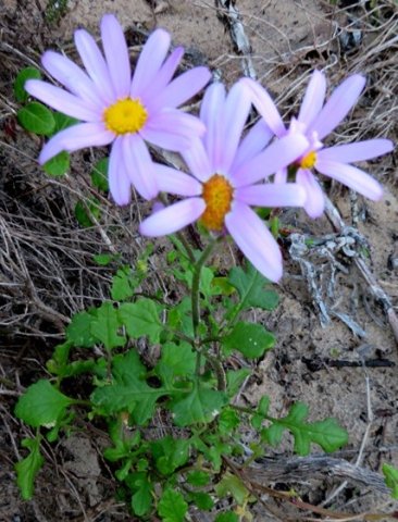 Senecio elegans
