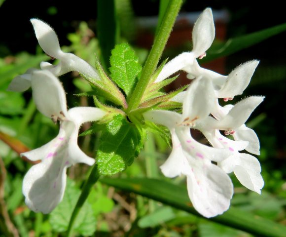 Stachys aethiopica or woundwort
