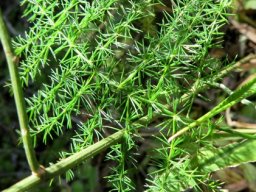 Asparagus setaceus attractive &quot;leaves&quot;