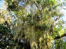 Beard lichen