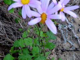 Senecio elegans