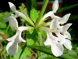 Stachys aethiopica or woundwort