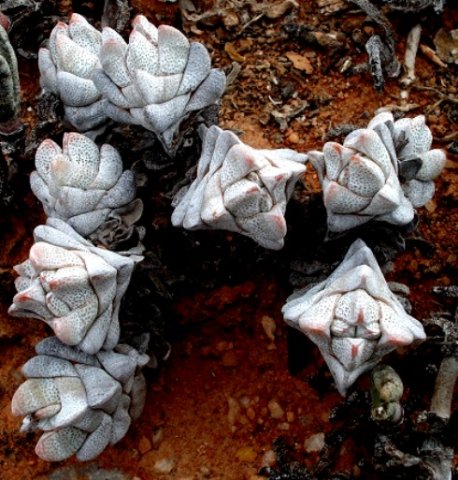 Crassula deceptor