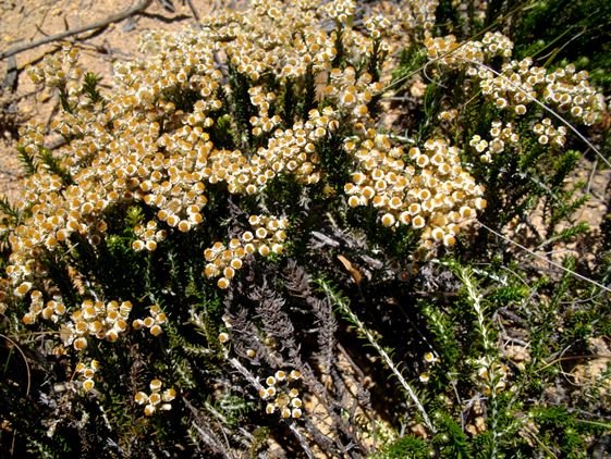 Helichrysum teretifolium, enough as good as a feast