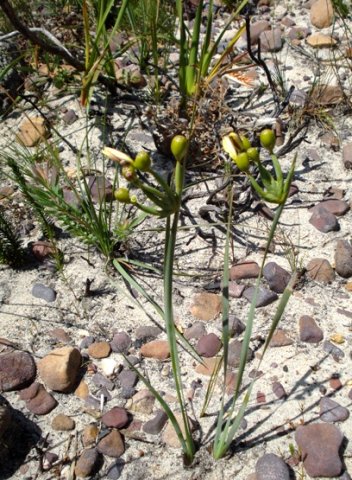 Bobartia gladiata subsp. gladiata greyish leaves