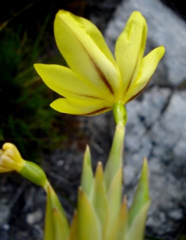 Bobartia gladiata subsp. gladiata flower from the back