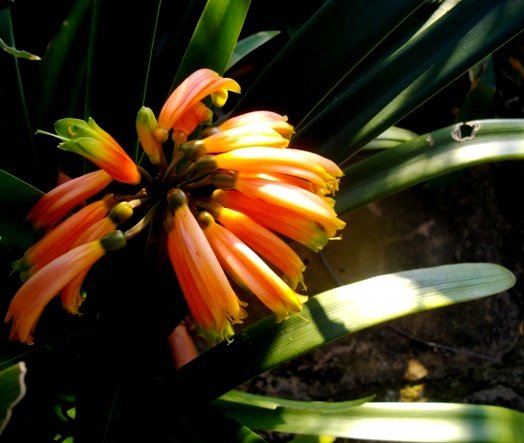 Clivia gardenii