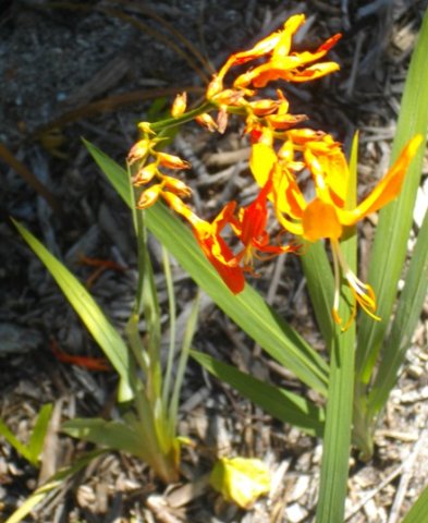 Crocosmia aurea