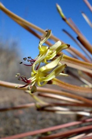 Crossyne flava flower profile