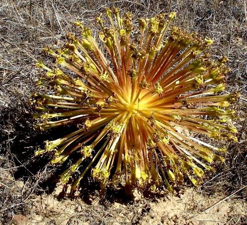 Crossyne flava dense umbel