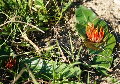 Daubenya zeyheri