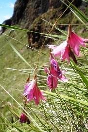 Dierama dracomontanum