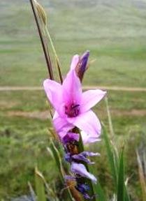 Dierama dracomontanum flower
