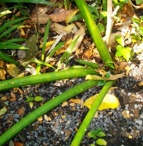 Sansevieria cylindrica