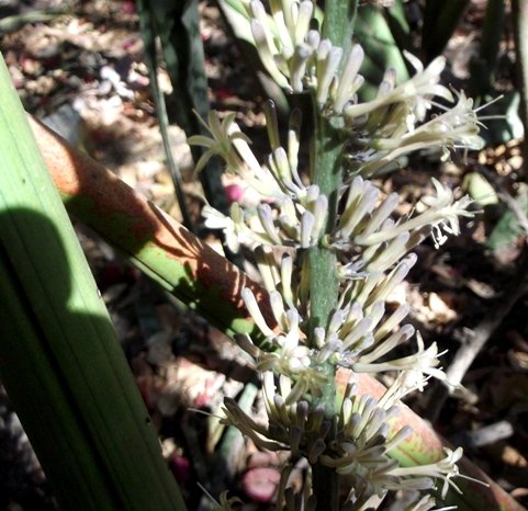Sansevieria pearsonii flowers