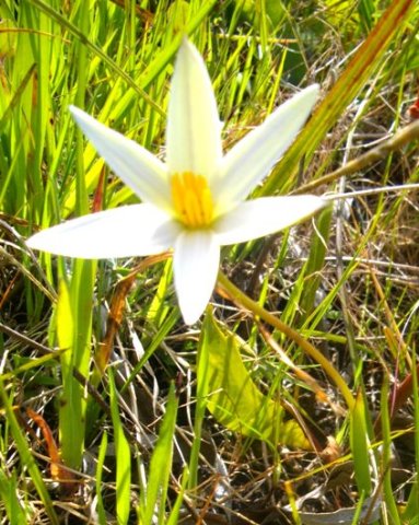 Pauridia capensis