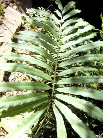 Stangeria eriopus leaf