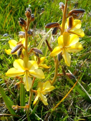 Wachendorfia paniculata without dark tepal markings